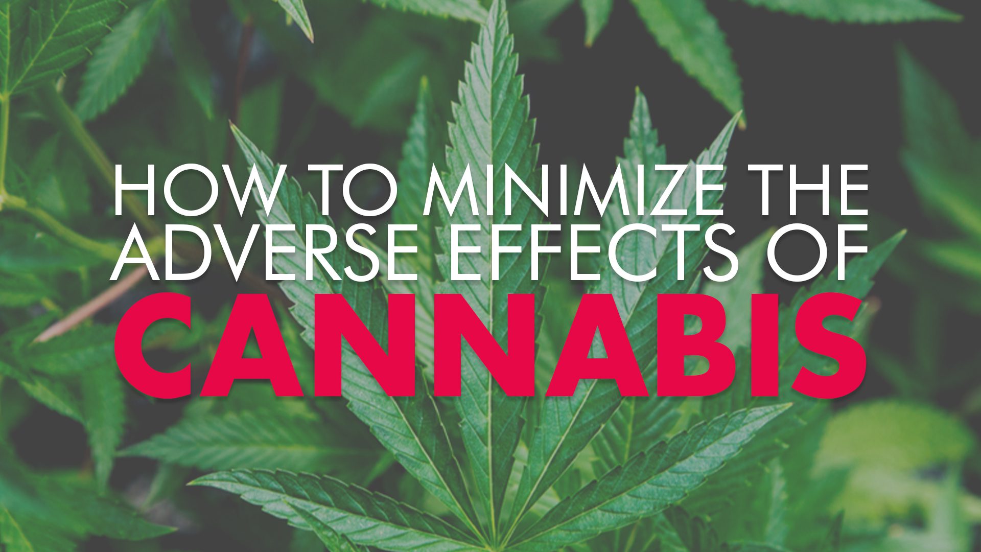 How to Minimize the Adverse Effects of Cannabis