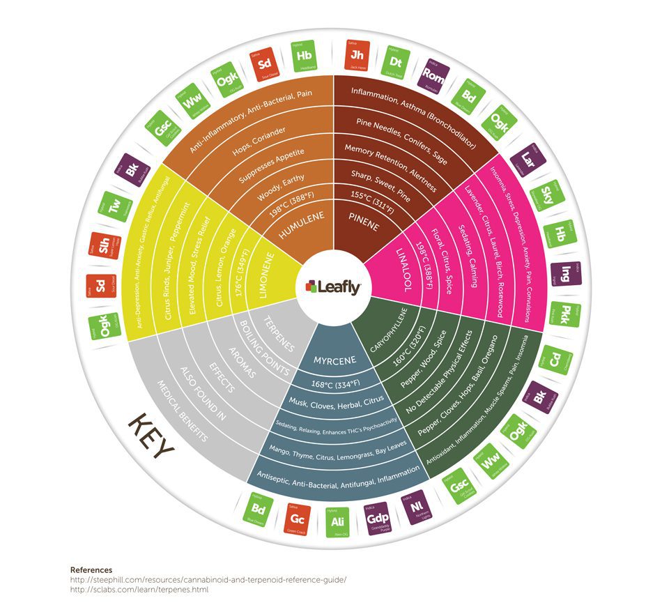 Infographic: How Do Cannabis Terpenes Affect the Body?