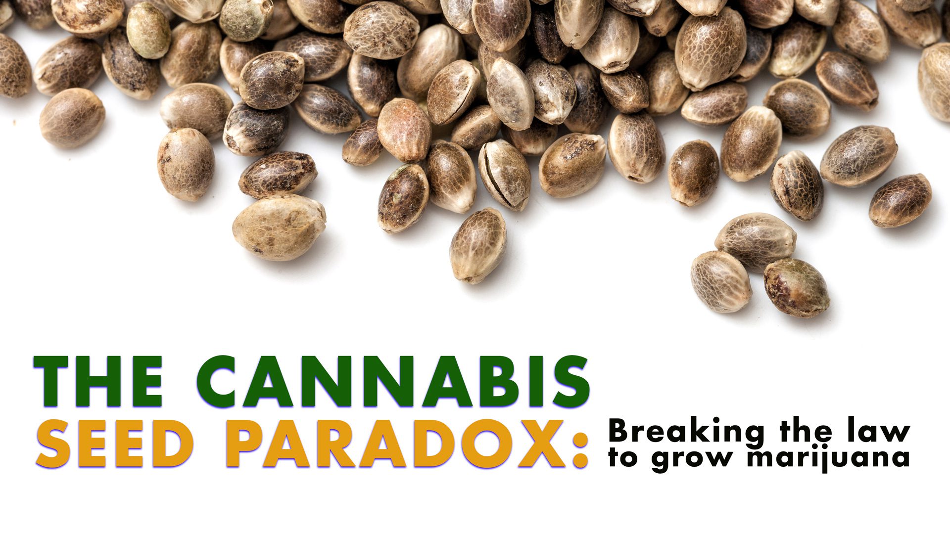 The Cannabis Seed Paradox: Breaking The Law To Grow