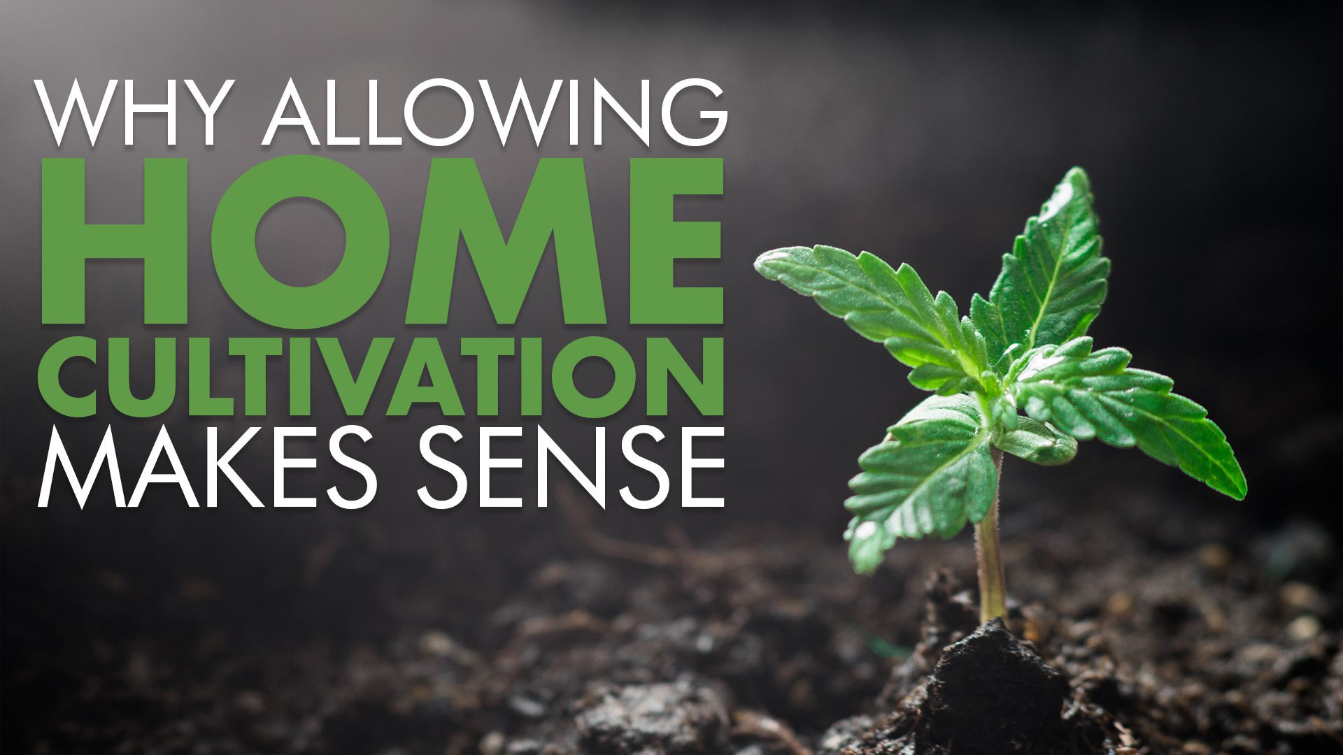 Growing Cannabis: Why Allowing Home Cultivation Makes Sense