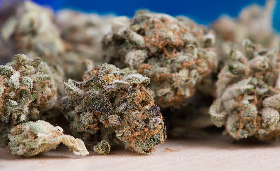 Strongest Weed Strains in 2020