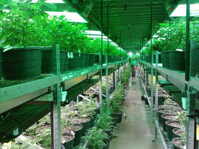 Missouri medical cannabis cultivation facility growing medical marijuana