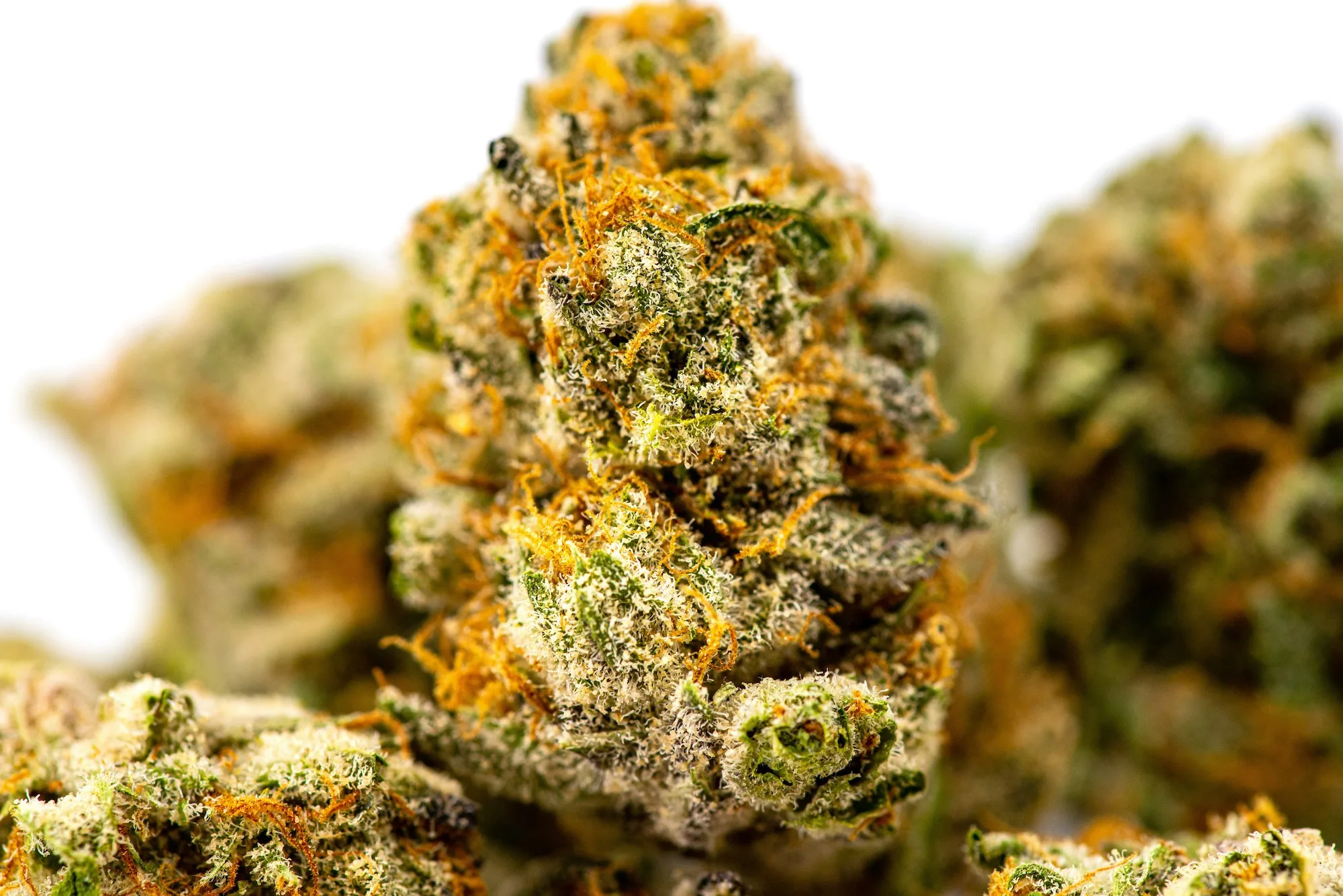 What are Trichomes? And How to Tell the Difference Between Moldy Weed vs Trichomes