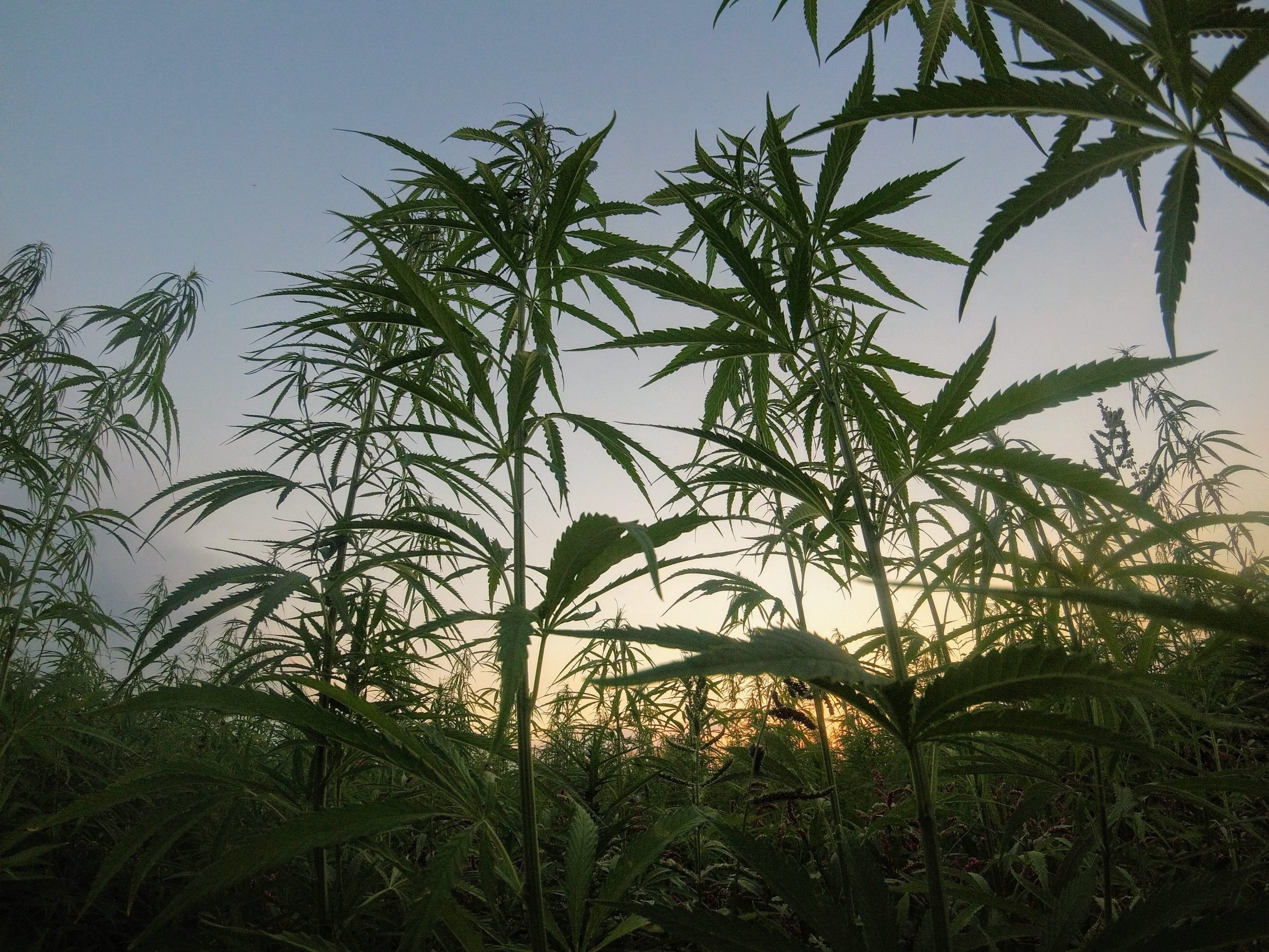 What is Hemp, and What is the Difference Between Hemp and Marijuana?