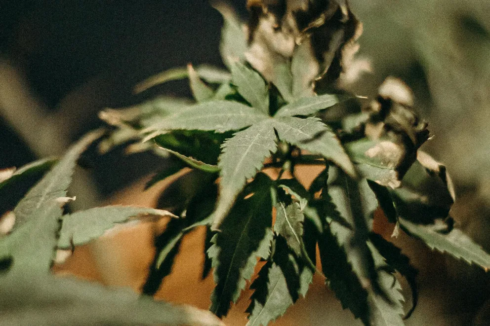 a withered looking weed plant